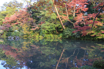  colored maple trees, momijis, in autumn , at Kenroku en garden in Kanazawa  Japan
