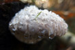Grzyb - huba, pniarek obrzeżony Fomitopsis pinicola z kroplami gutacyjnymi