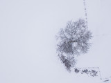 Fototapeta Dmuchawce - Aerial view of isolated tree in winter landscape, ground covered with snow