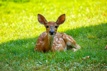 whitetail fawn laying in grass