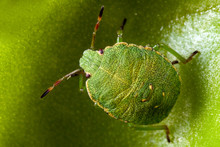 Green Shield Bug On Butterworts Plant