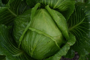 White cabbage. Cabbage growing in the garden. Brassica oleracea. Growing cabbage. Field. Farm. Cabbage close-up