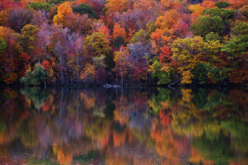 Wall Mural - fall colors in quebec, canada