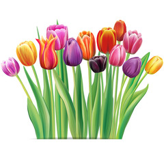 Wall Mural - Bouquet of multicolor tulips