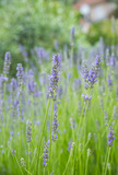 Fototapeta Lawenda - Garden with the flourishing lavender, summer time