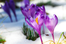 Purple Crocus Flowers In Snow Awakening In Spring