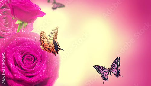 Wunderschöne Schmetterlinge