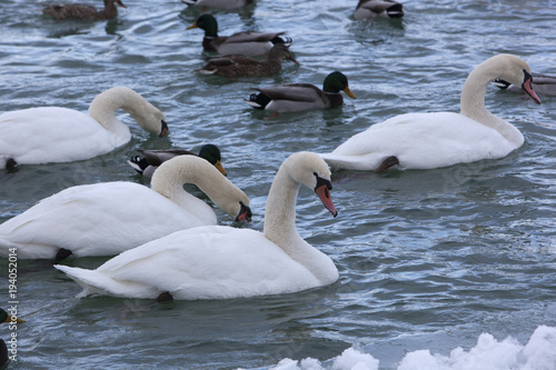 Fotografie, Tablou Mute Swans in a Cold, Snowy Blue River