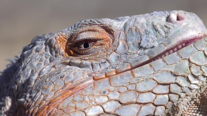iguana blink extreme close up slow motion