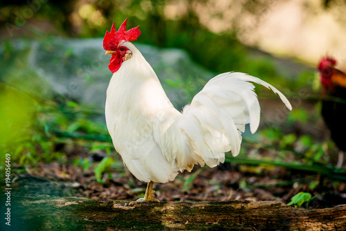 Fotografía beautiful rooster. white rooster