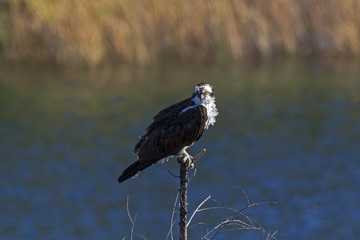 Wall Mural - Bird osprey hunting from tree top perch