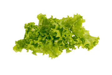 lettuce green isolated on a white background.