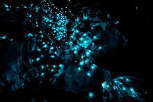 Closeup Of New Zealand Glow Worms In Waipu Cave