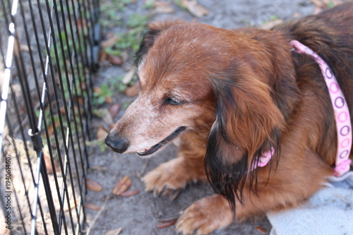 Long Hair Dachshund Dog Buy This Stock Photo And Explore Similar