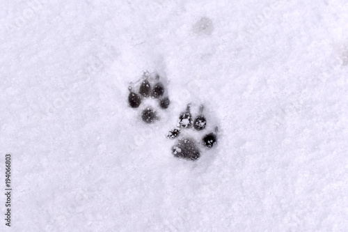 柴犬 雪 足跡 Stock 写真 Adobe Stock 柴犬 雪 足跡 Stock 写真 Adobe Stock