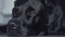 Lying On The Floor Black Dog Labrador Retriever Closes His Eyes And Falls Asleep