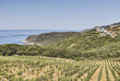 Corsica coast vineyards landscape