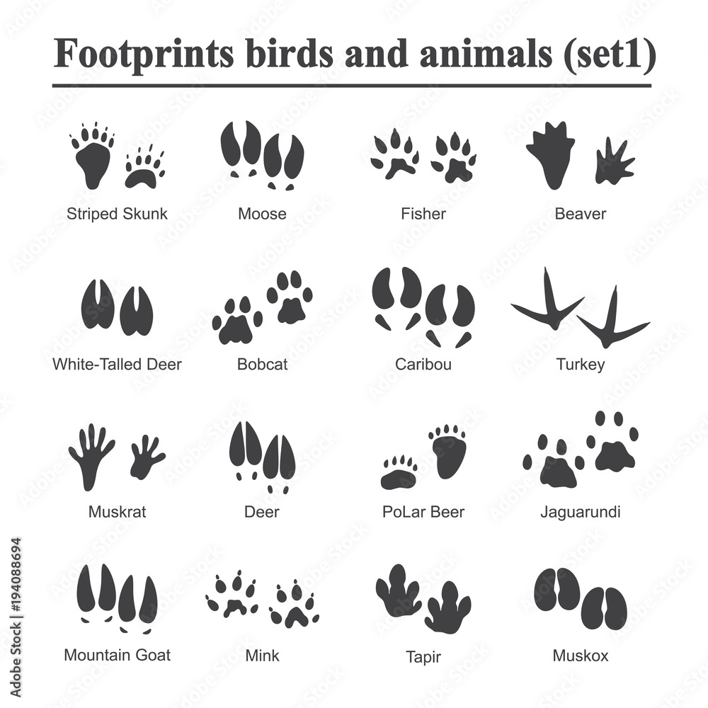 Wildlife animals and birds footprint, animal paw prints vector set. Footprints of variety of animals, illustration of black silhouette footprints. - obrazy, fototapety, plakaty 