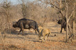 A horizontal, colour photograph of a lioness, Panthera leo, running after a large Cape buffalo, Syncerus caffer, in the Greater Kruger Transfrontier Park, South Africa.