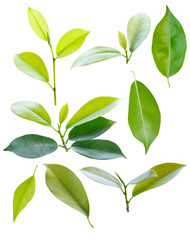 Aufkleber - leaf collection