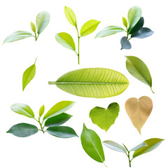 Aufkleber - leaves collection