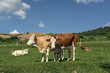 © IoaBal - Milk cows on pastures