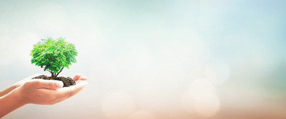 World environment day concept: Human hands holding heart shape of tree over blurred nature background