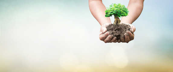 World environment day concept: Human hands holding big tree over green forest background
