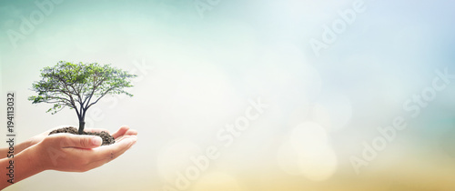Fotomural World environment day concept: Human hands holding big tree over green forest ba