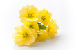 bouquet de primevères jaune sur fond blanc