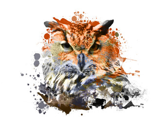 owl with abstract paint on white background