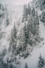 Snowy Pine Trees Snow Landscape.
