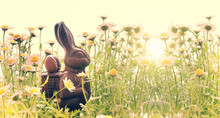 Easter Chocole Rabbit In A Field Of Daisies, Panoramic Easter Background