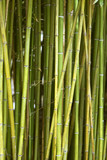 Fototapeta Dziecięca - bamboo