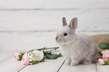 Wall Mural - Easter bunny rabbit with spring flowers on white wooden planks, Easter holiday concept.