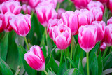 Fototapeta Tulipany - Close up of beautiful pink and white tulips flowers in field on garden background, spring time.