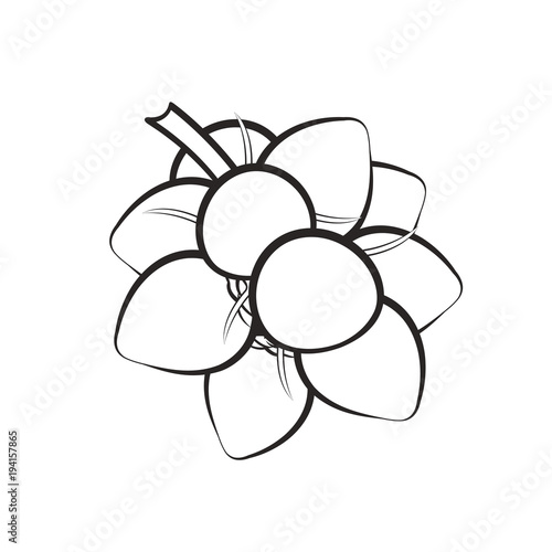 black outline bunch of coconut vector illustration buy this stock vector and explore similar vectors at adobe stock adobe stock black outline bunch of coconut vector