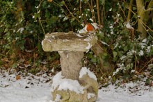 Robin Redbreast, Erithacus Rubecula, Waiting For Breakfast On A Bird Bath Covered In Snow.