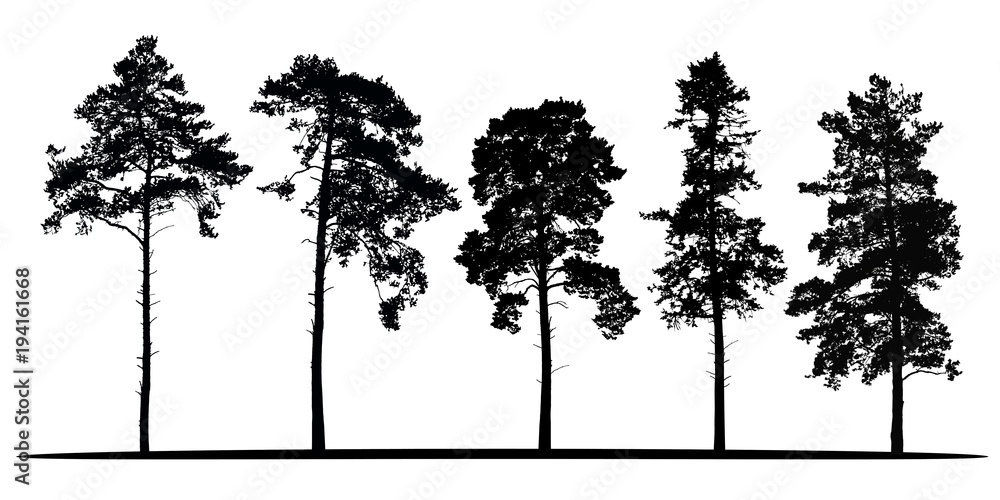 Set of realistic vector silhouettes of coniferous trees - isolated - obrazy, fototapety, plakaty 