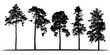 Set of realistic vector silhouettes of coniferous trees - isolated