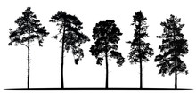 Set Of Realistic Vector Silhouettes Of Coniferous Trees - Isolated