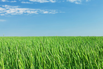 Wall Mural - green wheat field blue sky
