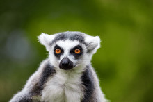 Lemur Catta - Portrait Of The Animal