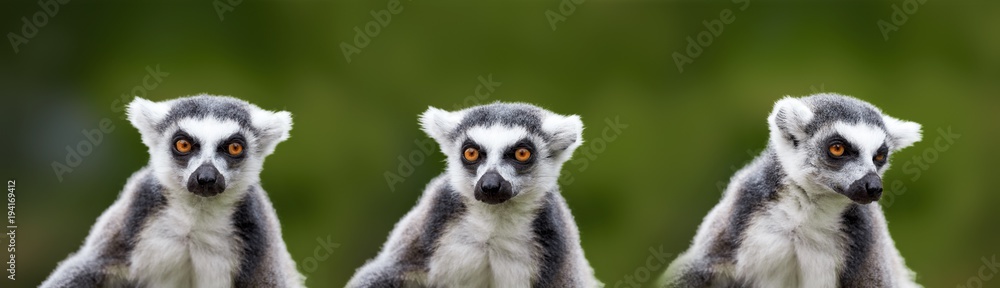 lemur catta - portrait of the animal - obrazy, fototapety, plakaty 