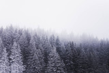 Fototapeta Natura - snowy mountain trees. forest conifer trees