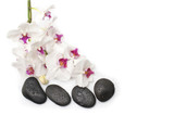 Fototapeta Storczyk - Spa white orchid with massage stones on white