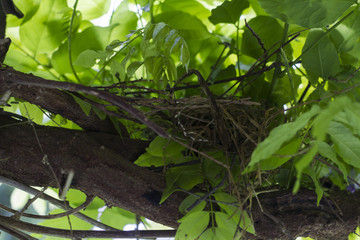 Empty bird nest on tree covered  with green leaves