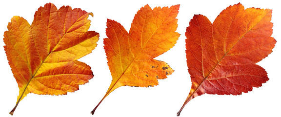 Wall Mural - autumn leaves of hawthorn berries isolated on white background.
