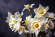 A bouquet of white daffodils