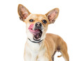 Funny Hungry Chihuahua Dog Tongue Out